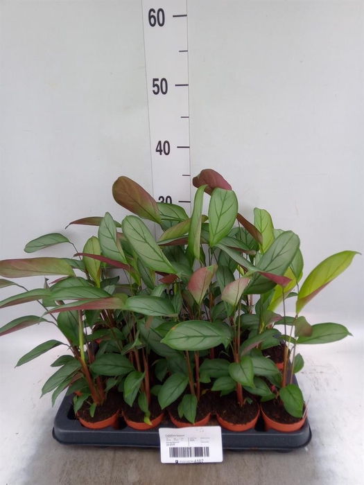 <h4>Calathea ...</h4>