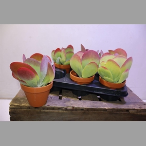 Kalanchoe Thyrsifl In Terra Cotta