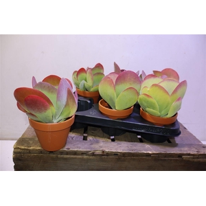 Kalanchoe Thyrsifl In Terra Cotta