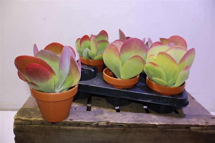 <h4>Kalanchoe Thyrsifl In Terra Cotta</h4>