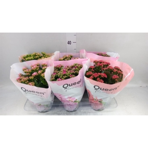 Kalanchoe blos.   ..rosebud mix GR