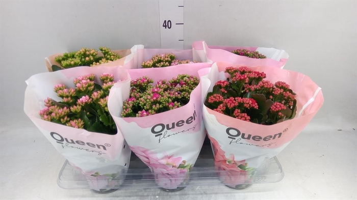 <h4>Kalanchoe blos.   ..rosebud mix GR</h4>