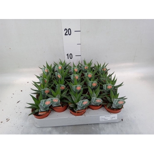 Haworthia fasciata 'Concolor'