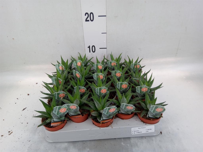 <h4>Haworthia fasciata 'Concolor'</h4>