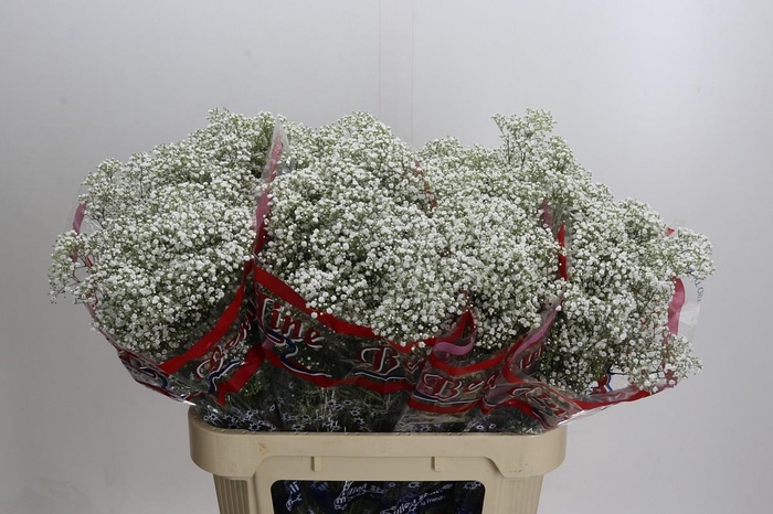 <h4>Gyps Million Stars</h4>