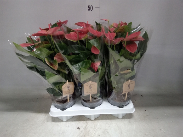 <h4>Anthurium andr. 'Sweet Dream'</h4>