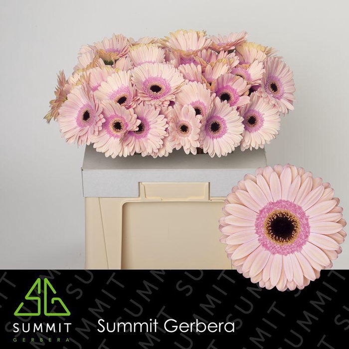 <h4>Gerbera Alliance Water</h4>