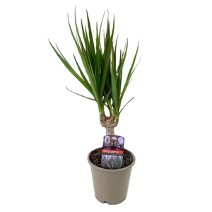 Dracaena marginata Green