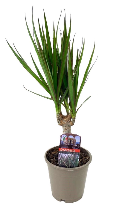 <h4>Dracaena marginata Green</h4>