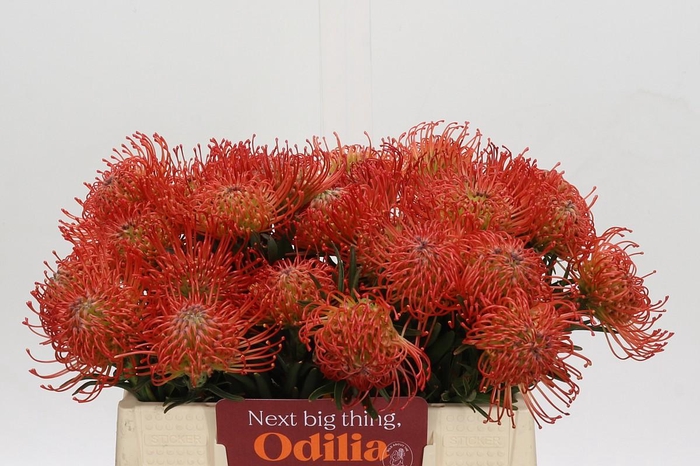 <h4>Nutans Succession</h4>