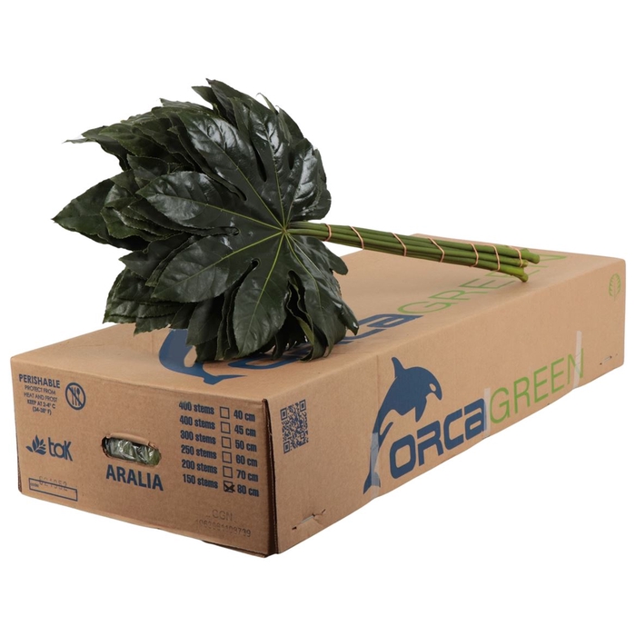 <h4>Aralia Orca</h4>