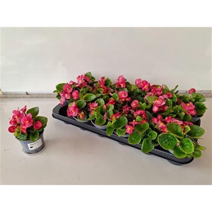 Begonia Semperflorens Roze