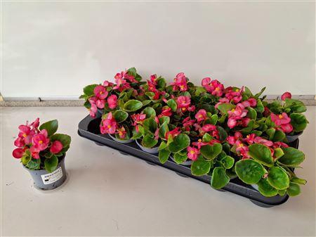 <h4>Begonia Semperflorens Roze</h4>