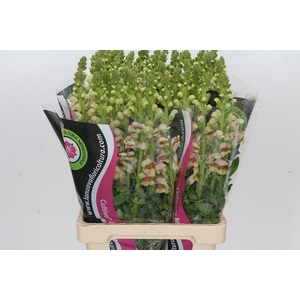 Antirrhinum Maryland Plumblossom