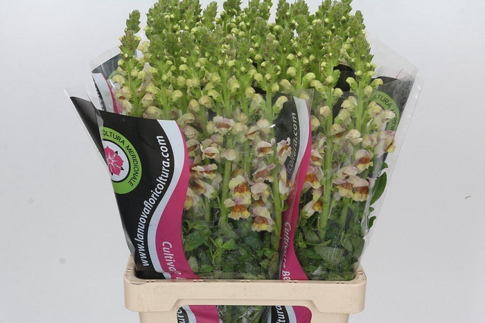 Antirrhinum Maryland Plumblossom