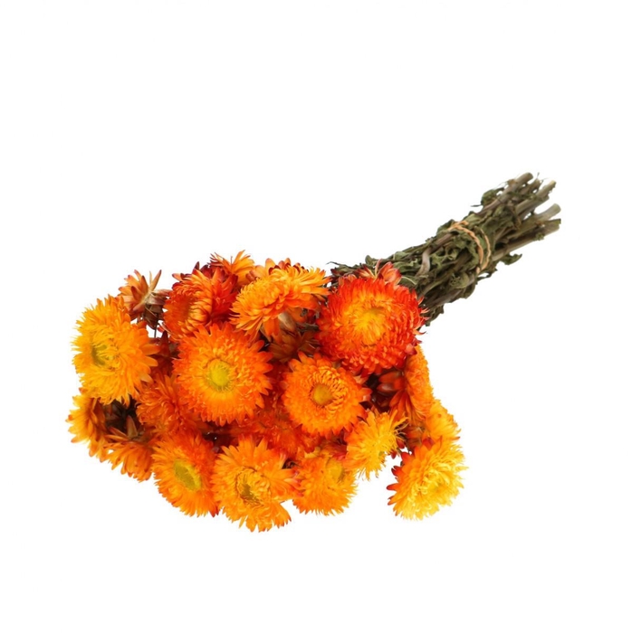 <h4>Dried flowers Helichrysum 45cm 100g</h4>