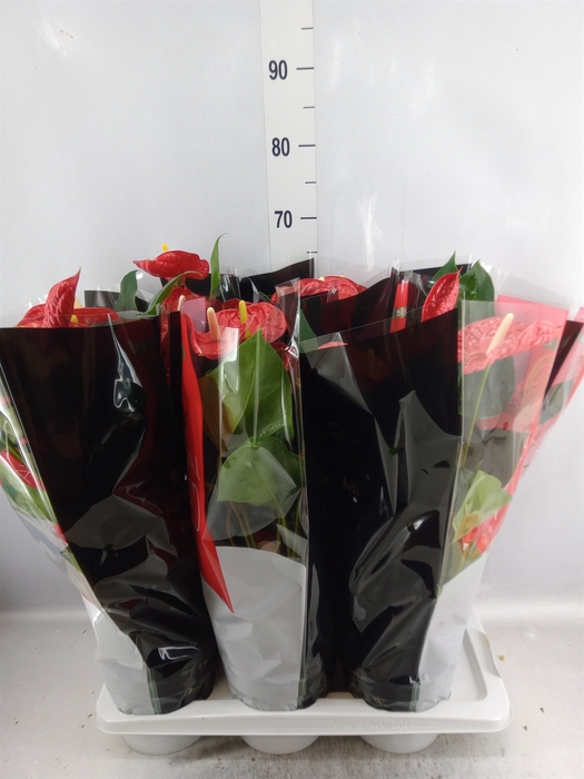 <h4>Anthurium andr. 'Madural'</h4>