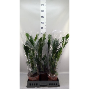 Zamioculcas zamiifolia