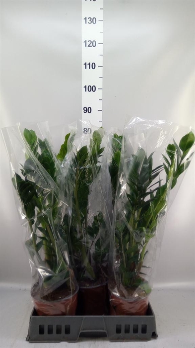 <h4>Zamioculcas zamiifolia</h4>