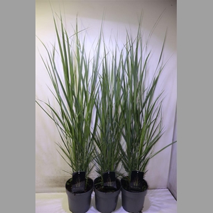 Pani Virgatum Northwind