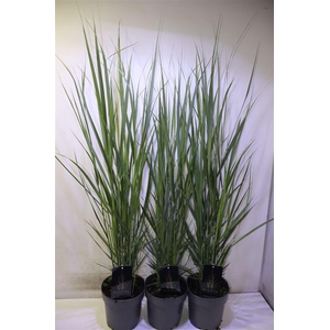 Pani Virgatum Northwind