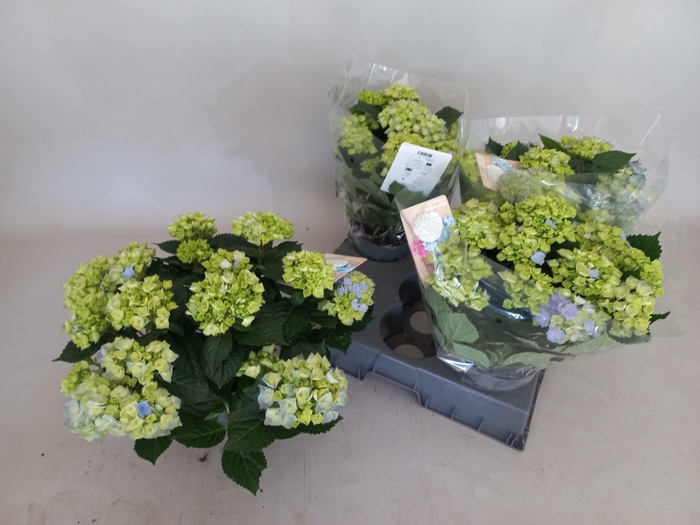 arr8 Hydr M Hi River