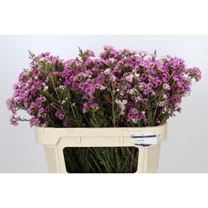 Chamelaucium Adi