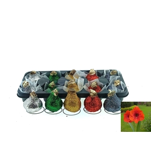 BLOEMBOL HIPPEASTRUM