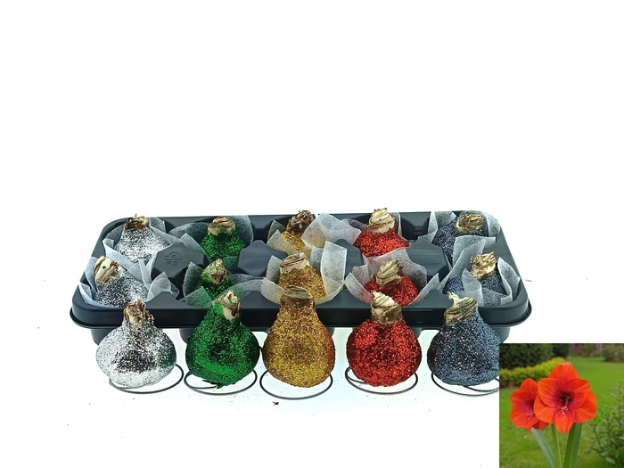 <h4>BLOEMBOL HIPPEASTRUM</h4>