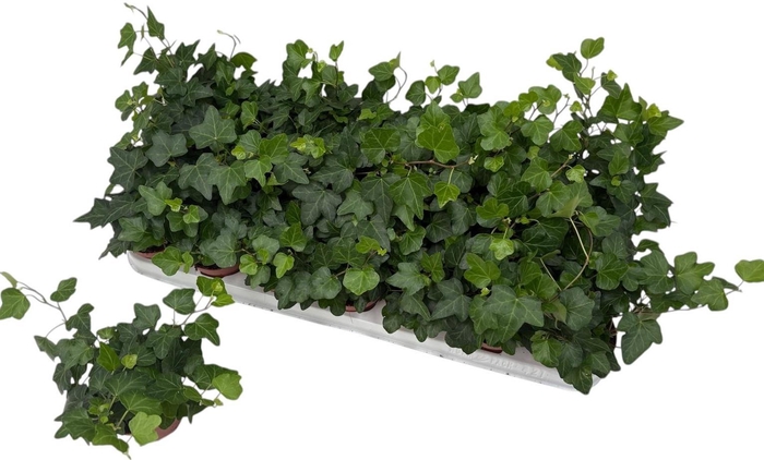 <h4>HED HE GEM 3 SRT</h4>