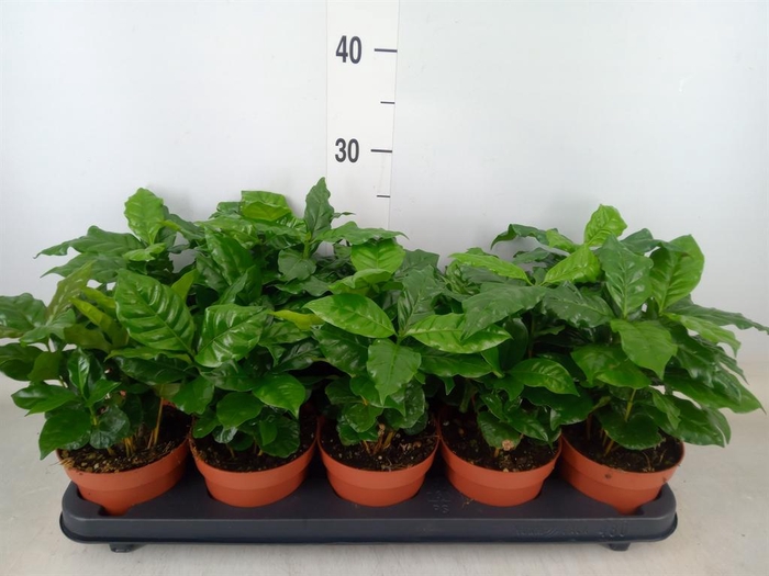 <h4>Coffea arabica</h4>