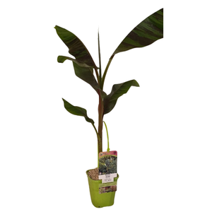 Musa overig