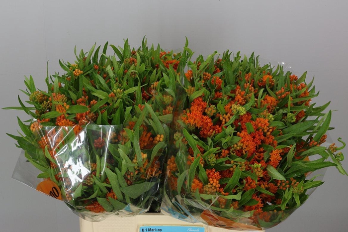 <h4>Ascl Tuberosa</h4>