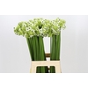 Ornithogalum Saundersiae