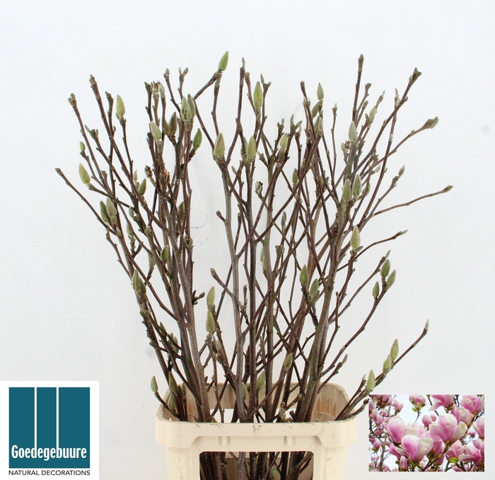<h4>MAGNOLIA GRANDIFLORA</h4>