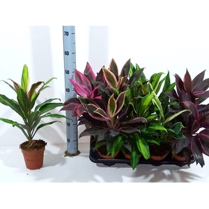 Cordyline gemengd