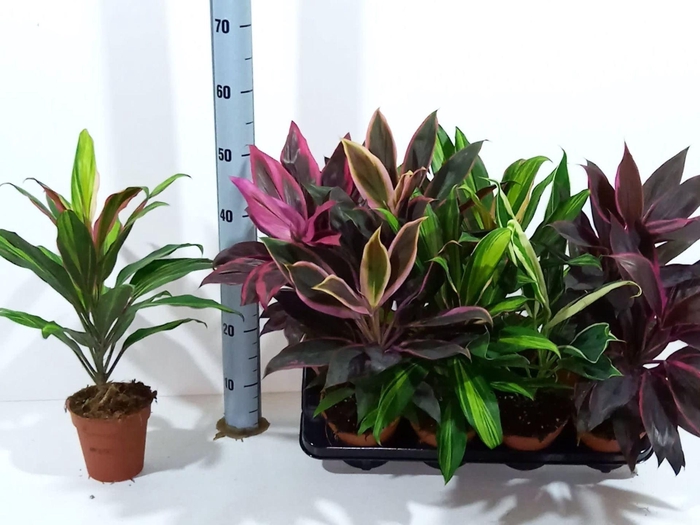 <h4>Cordyline gemengd</h4>