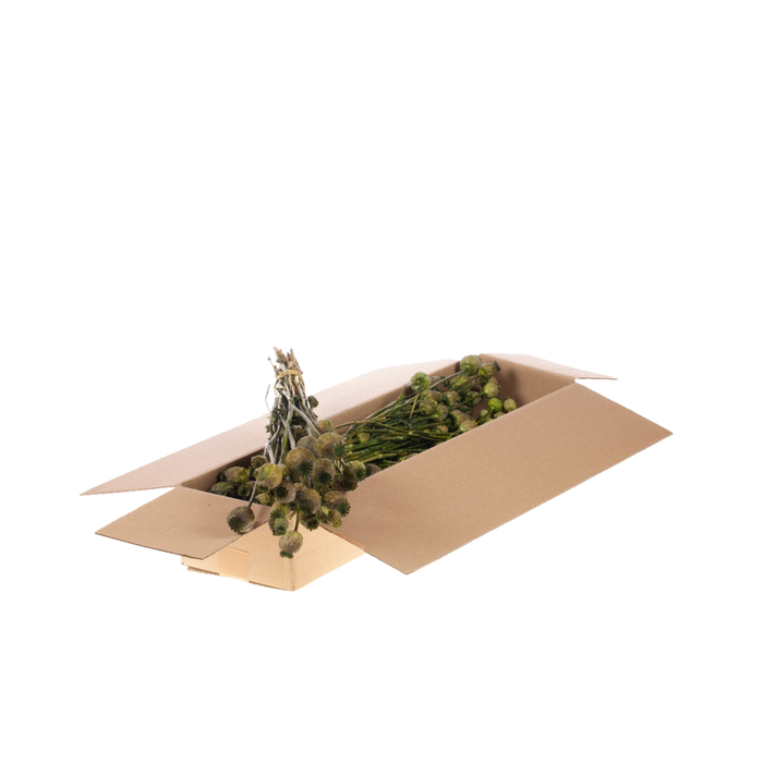 <h4>Papaver Sb Green</h4>