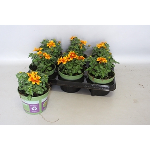 Bidens Bee Happy Orange