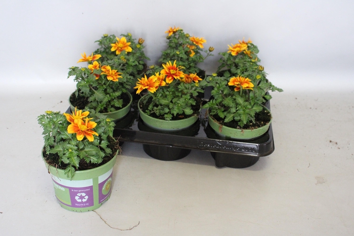 <h4>Bidens Bee Happy Orange</h4>