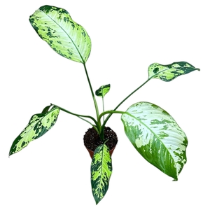 Dieffenbachia Reflector