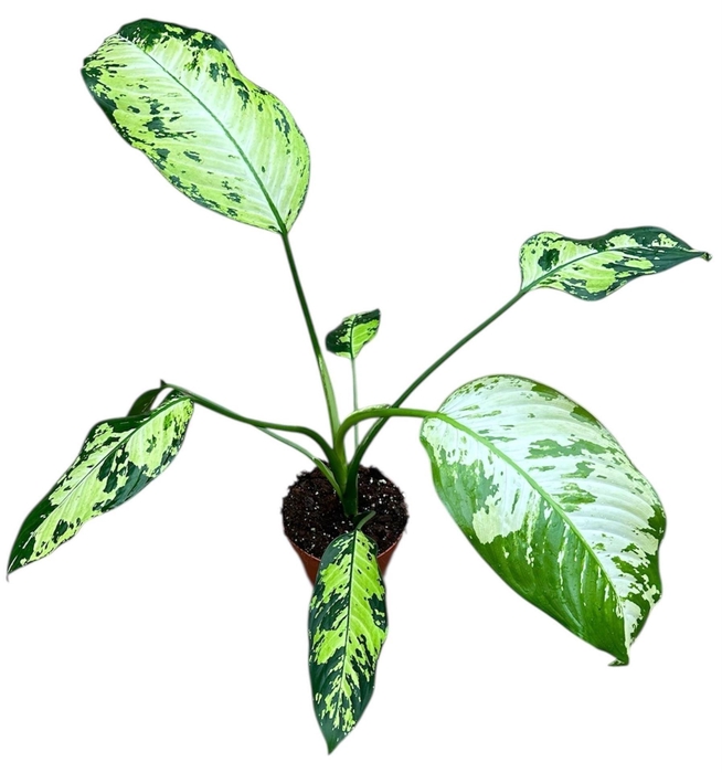 <h4>Dieffenbachia Reflector</h4>