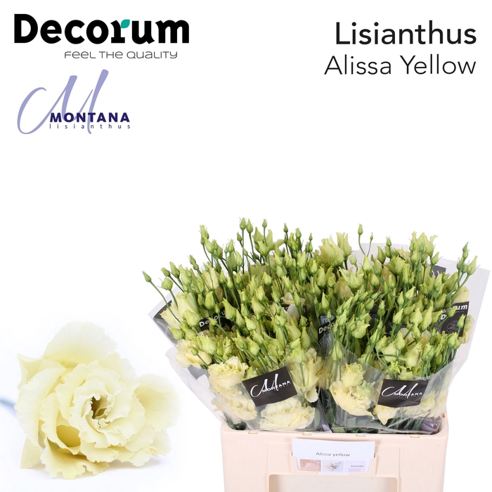 Lisianthus Alissa yellow 60cm