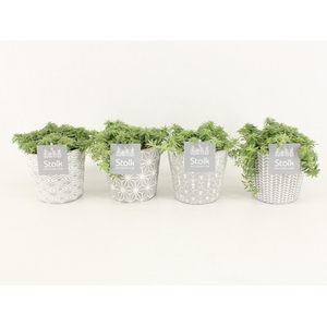 Sedum Lineare in Star pot