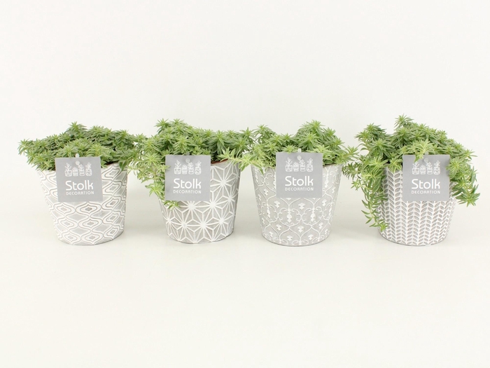 <h4>Sedum Lineare in Star pot</h4>
