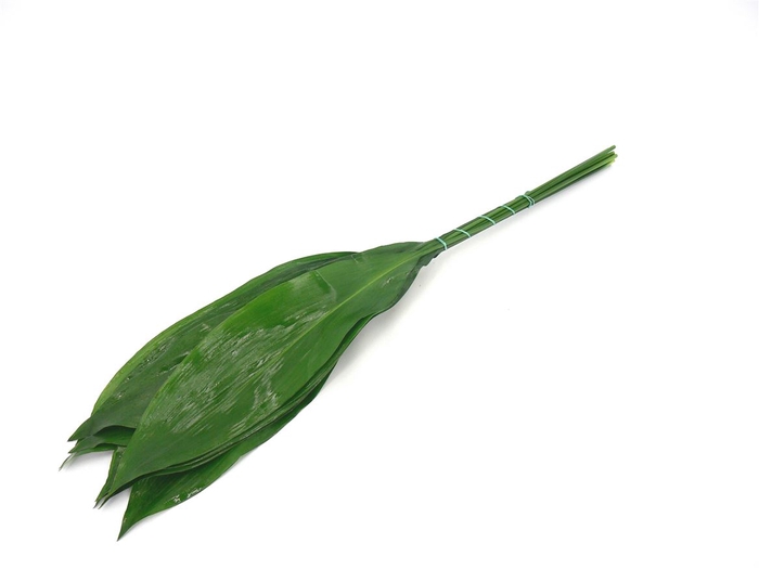 <h4>Aspidistra 90cm</h4>