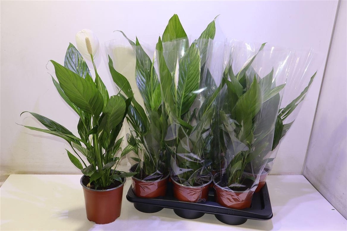 <h4>arr8 Spath Bingo Cupido</h4>