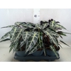 Alocasia  'Bambino Arrow'