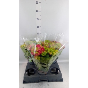 Hydrangea mac. 'Hi Fire'