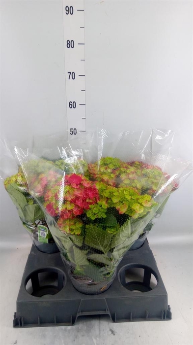 <h4>Hydrangea mac. 'Hi Fire'</h4>